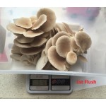Mushroom Kit - Tan Oyster (Pleurotus Ostreatus) - Best Yielding and Easiest to grow - FREE Shipping 